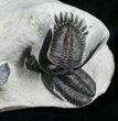 Awesome Triple Trilobite Plate - Mrakibina & Podoliproetus #4243-6